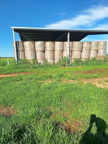 150 X Oaten/ Rye/ Clover Hay 5X4 Round Bales