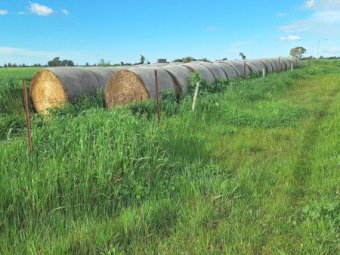150 X Oaten/ Rye/ Clover Hay 5X4 Round Bales
