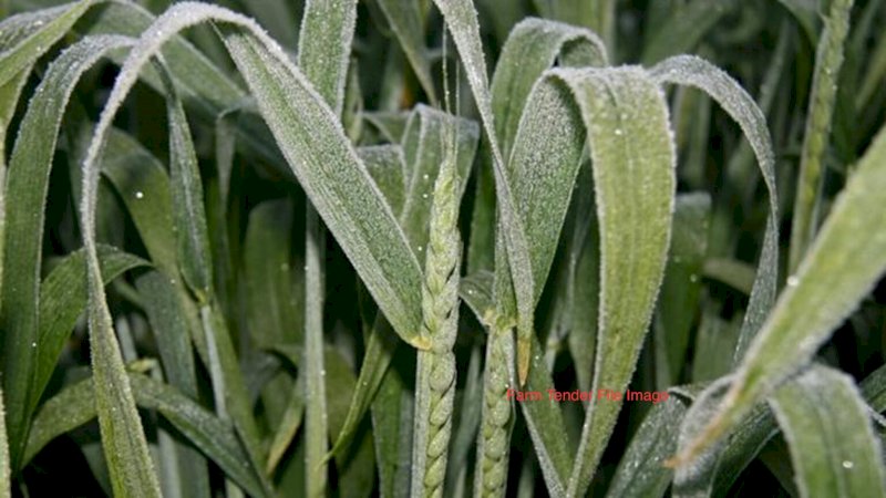 EOI 500 mt Frosted Standing Wheat Crop