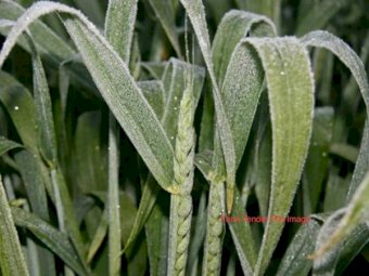 EOI 500 mt Frosted Wheat standing Crop
