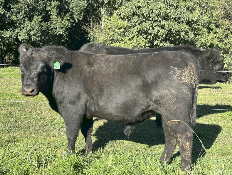 Registered and Stud Bulls 2yr old