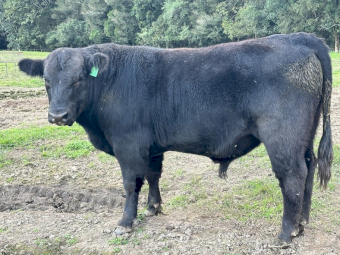 Registered and Stud Bulls 2yr old