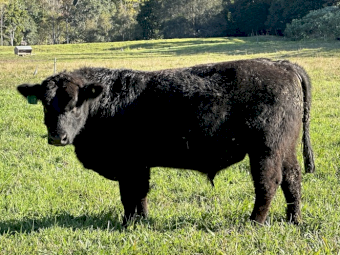 Registered and Stud Bulls 2yr old
