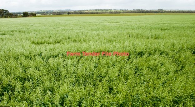 EOI Oaten Hay 650-700kg 8x4x3 Bales (New Season)
