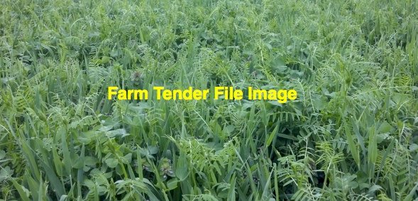 EOI Vetch Hay 700-720kg 8x4x3 Bales (New Season)