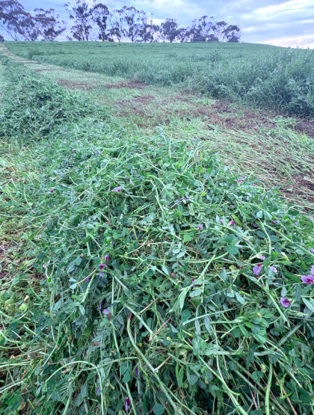 EOI Vetch Hay 700-720kg 8x4x3 Bales (New Season)
