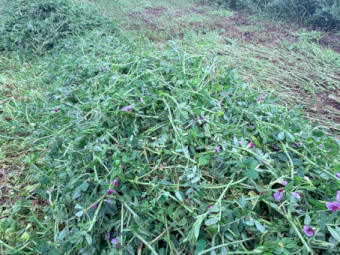 EOI Vetch Hay 700-720kg 8x4x3 Bales (New Season)