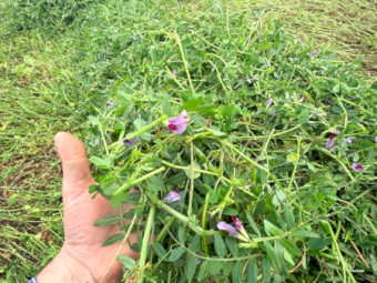 EOI Vetch Hay 700-720kg 8x4x3 Bales (New Season)