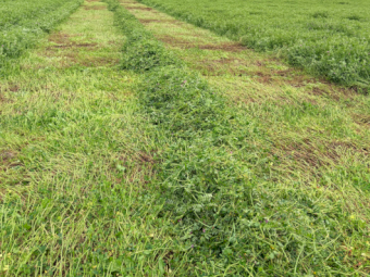 EOI Vetch Hay 700-720kg 8x4x3 Bales (New Season)