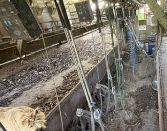 Complete 16 A Side Herringbone Dairy Setup