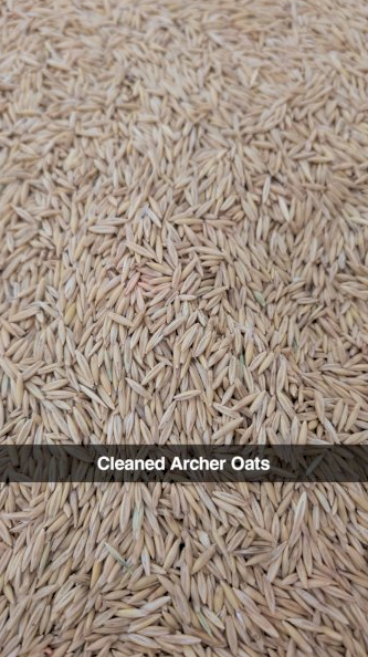 70mt Archer Oats