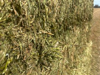 200mt Vetch Hay 665kg 8x4x3 Bales
