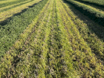 200mt Vetch Hay 665kg 8x4x3 Bales