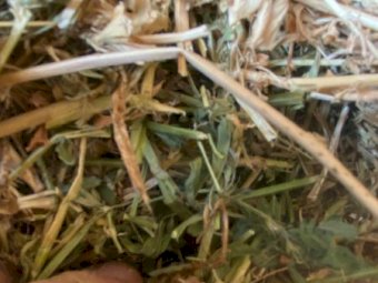 630 x Lucerne Small Squares Bale Baron Packs