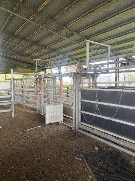 Cattle Yards with Crush