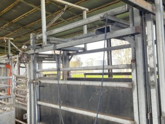 Cattle Yards with Crush