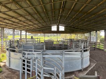 Cattle Yards with Crush