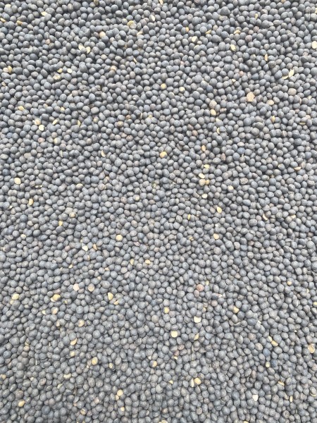 35mt Rasina Vetch Seed