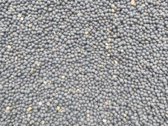 35mt Rasina Vetch Seed