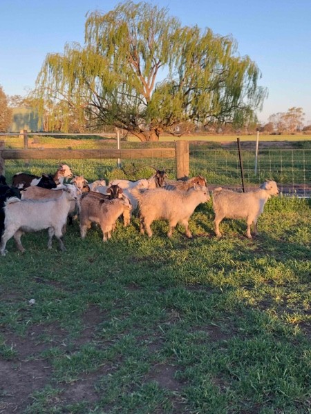 Goats 36 Young Mixed Sex