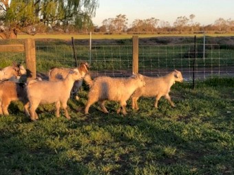 Goats 36 Young Mixed Sex