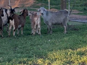 Goats 36 Young Mixed Sex