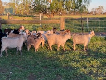 Goats 36 Young Mixed Sex