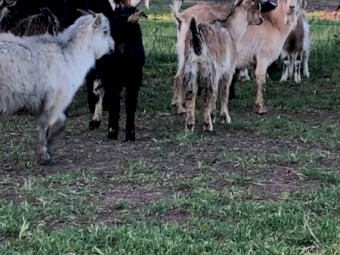 Goats 36 Young Mixed Sex