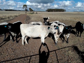 10 Joined. Speckle Park X Angus & Angus/Hereford Heifers