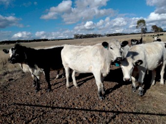 10 Joined. Speckle Park X Angus & Angus/Hereford Heifers