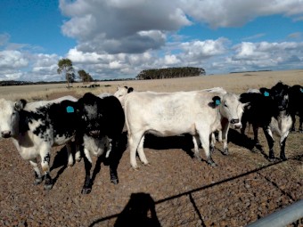 10 Joined. Speckle Park X Angus & Angus/Hereford Heifers