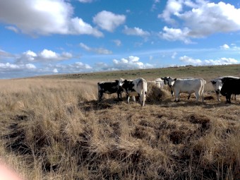 10 Joined. Speckle Park X Angus & Angus/Hereford Heifers
