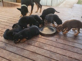 Kelpie Pups