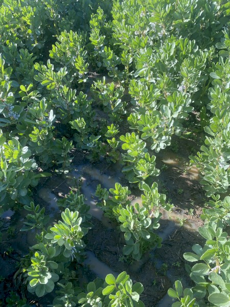 WANTED 5-10mt Amberley Faba Beans