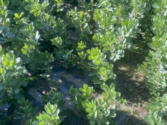 WANTED 5-10mt Amberley Faba Beans