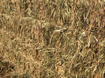 Oaten Hay 680kg 8x4x3 Bales