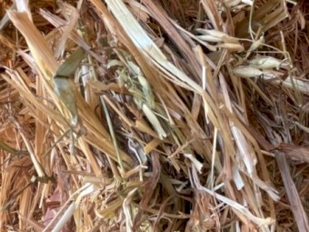 Oaten Hay Shedded