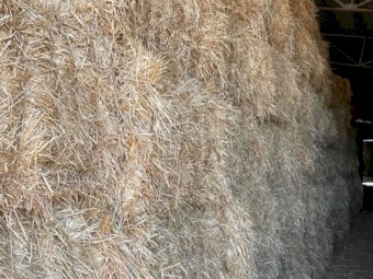 Oaten Hay Shedded