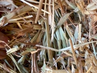 Oaten Hay Shedded