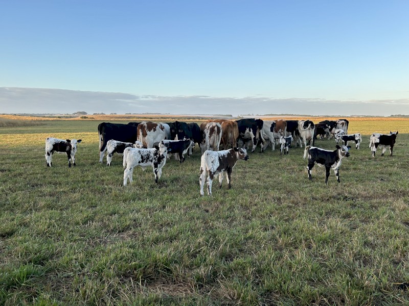 Montbeliard x Cows with speckle calves