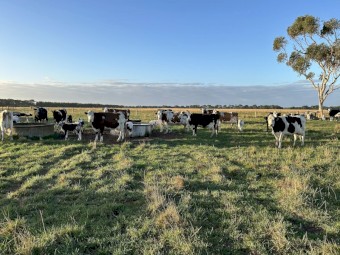 Montbeliard x Cows with speckle calves