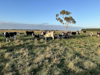Montbeliard x Cows with speckle calves