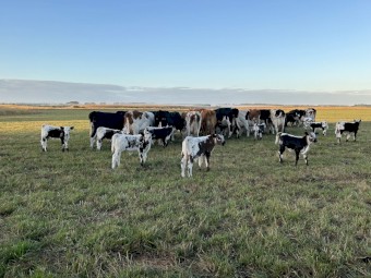 Montbeliard x Cows with speckle calves