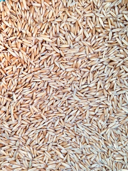 20mt Yarran Seed Oats
