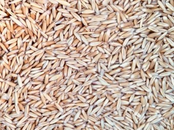 20mt Yarran Seed Oats