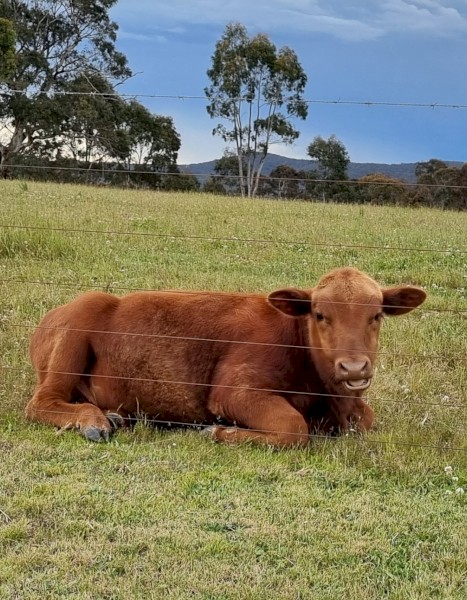 Red Angus bull calf 