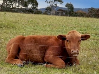 Red Angus bull calf 