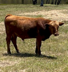Red Angus bull calf 