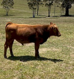 Red Angus bull calf 
