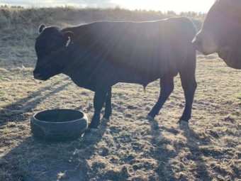 X2 Angus Bulls For Sale